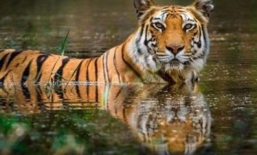 Chitawan Jungle Safari