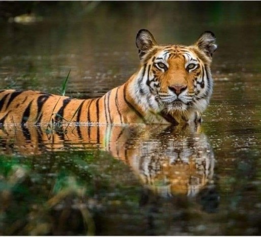 Chitawan Jungle Safari