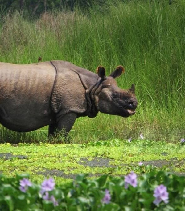 Image of the Chitawan Jungle Safari Tour