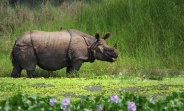 One Horned Rhino