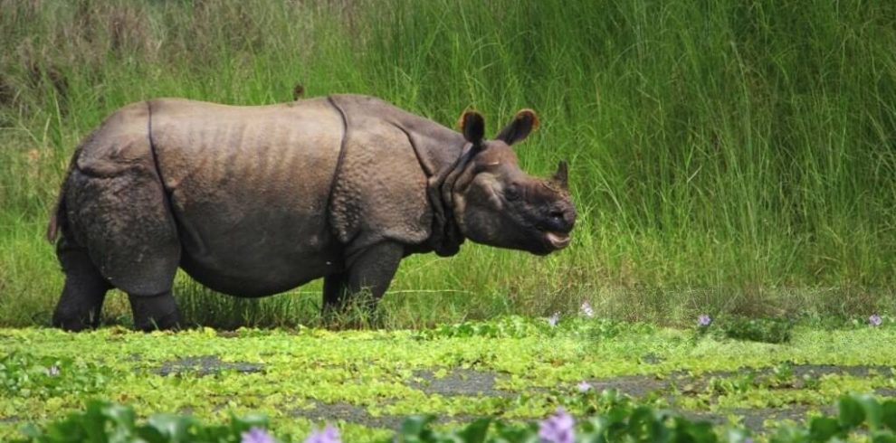 One Horned Rhino