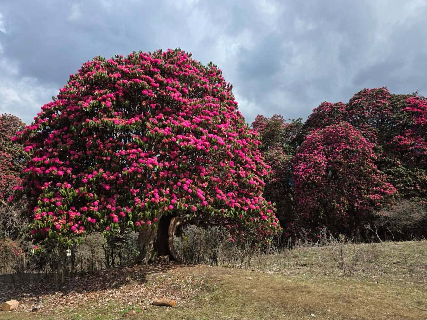 Poon Hill Viewpoint on Annapurna Trek