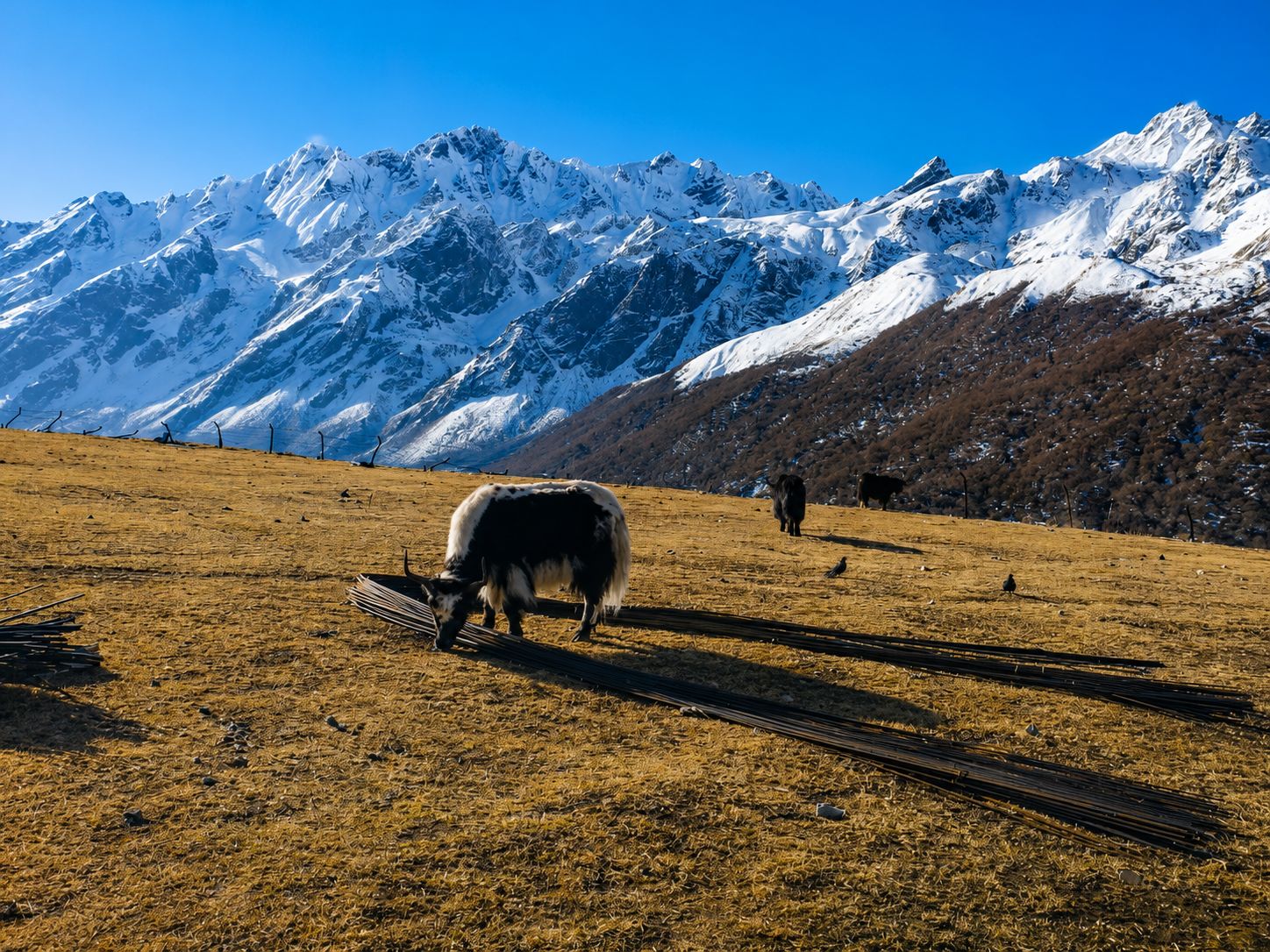 Langtang Valley Trek cost guide - Kyanjin Gompa view